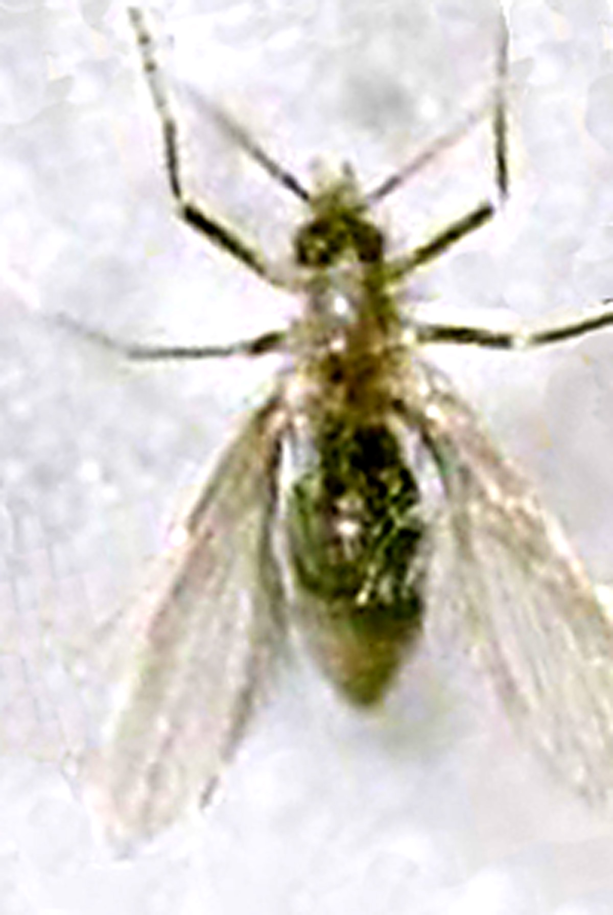 Mosquito que transmite a leishmaniose <a style='float:right;color:#ccc' href='https://www3.al.sp.gov.br/repositorio/noticia/06-2010/LEISHMANIOSE mosquito.jpg' target=_blank><i class='bi bi-zoom-in'></i> Clique para ver a imagem </a>